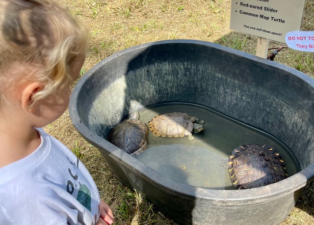 Turtle Booth - Tub with turtles